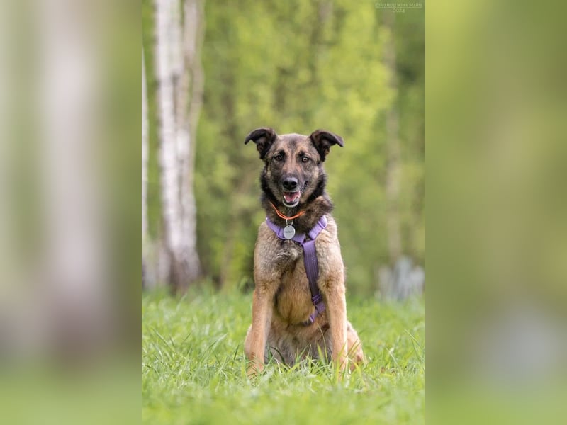 Verschmuste Birma sucht ihre Familie