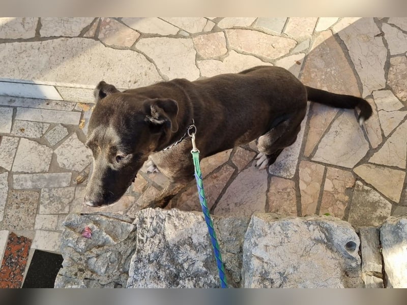 Goldige ♥ Godina ♥ kinderliebe, soziale Hündin