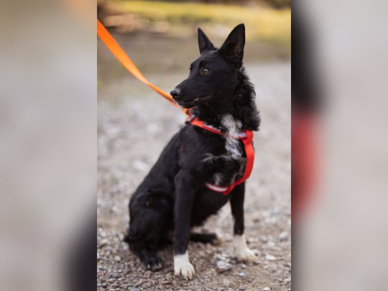 Betty ❤️ kuschlige, verspielte junge Hundedame