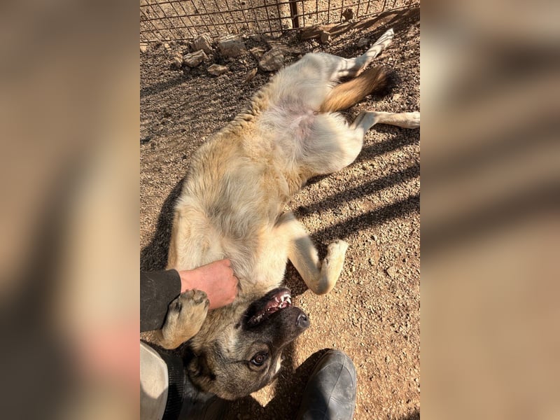 COCO❤️verspielt, sanft und voller Vertrauen: ein Herz für Groß und Klein!