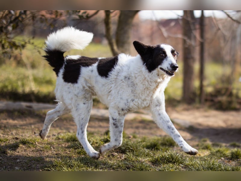 Toller Rüde ♥Thor♥ ruhig & ausgeglichen