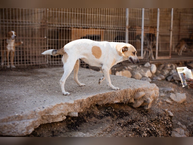 Liebe Nala möchte bei dir einziehen