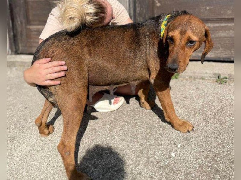 Reina in 01640 Coswig