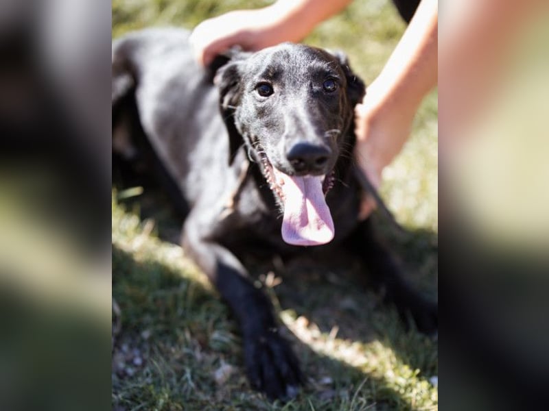 DIEGO❤️sozialer, menschenbezogener Jungspund mit fröhlichem Wesen