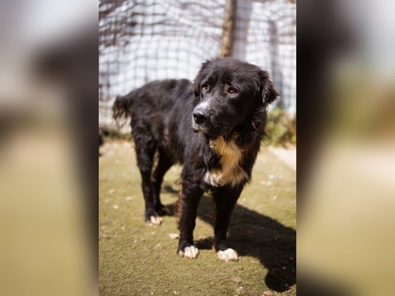 GARO❤️verschmuster, sanfter und liebevoller Begleiter