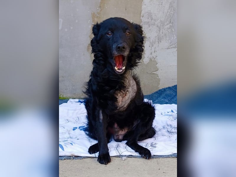 Nox ❤️ liebevoller Kämpfer auf 3-Beinen