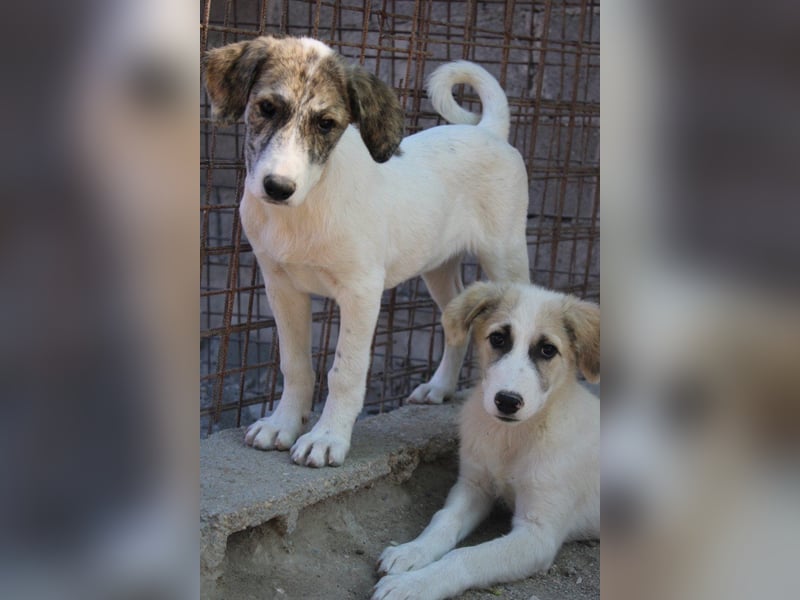 Schatz ♥ Sinan ♥ toller Welpenbub sucht PS bis Ende Juli ♥