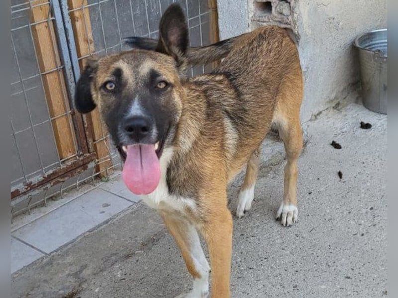 Liebste ♥ Lisa ♥ die pure Lebensfreude - tolle Familienhündin