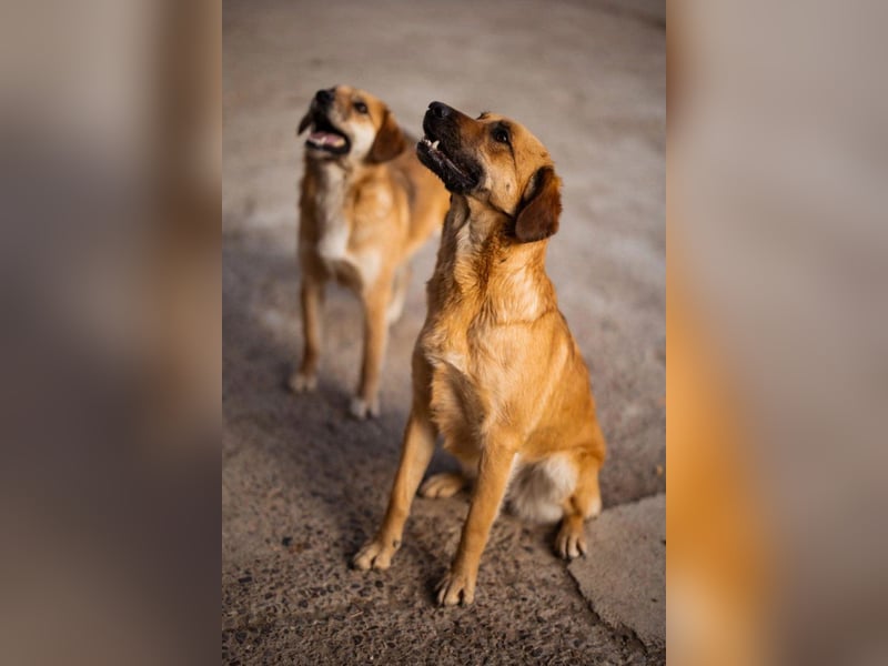 Linda & Luna -  dein Duo-Dreamteam auf 4 Pfoten
