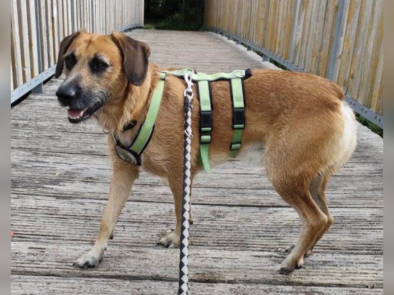 Toller Rüde ♥ Taro ♥ wartet bereits in 24885 Sieverstedt
