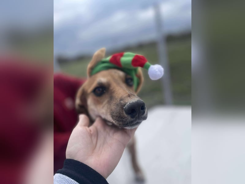 Welpenmädchen Mandy