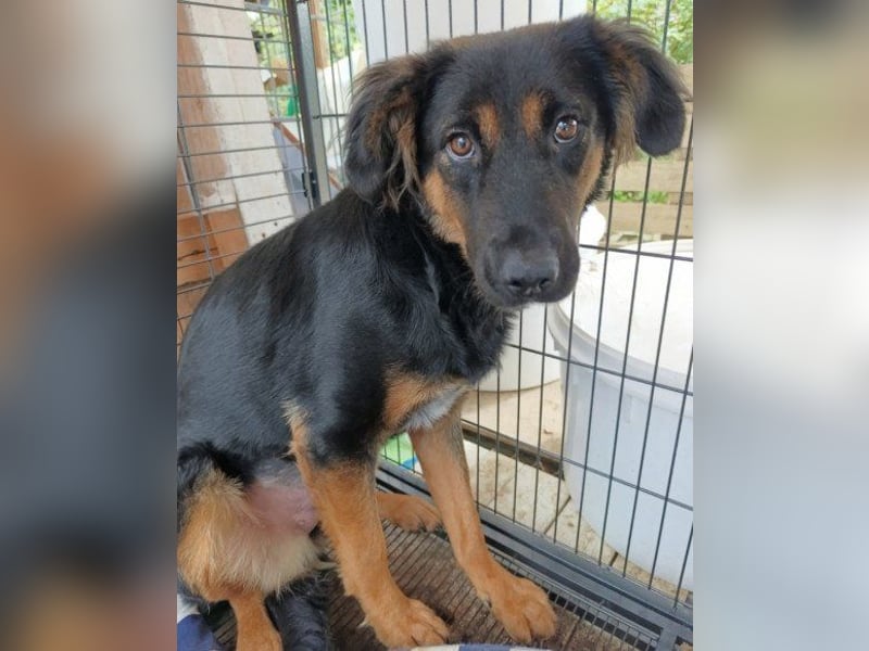 Kleine, schüchterne Vaiana = sucht Liebe und Treue