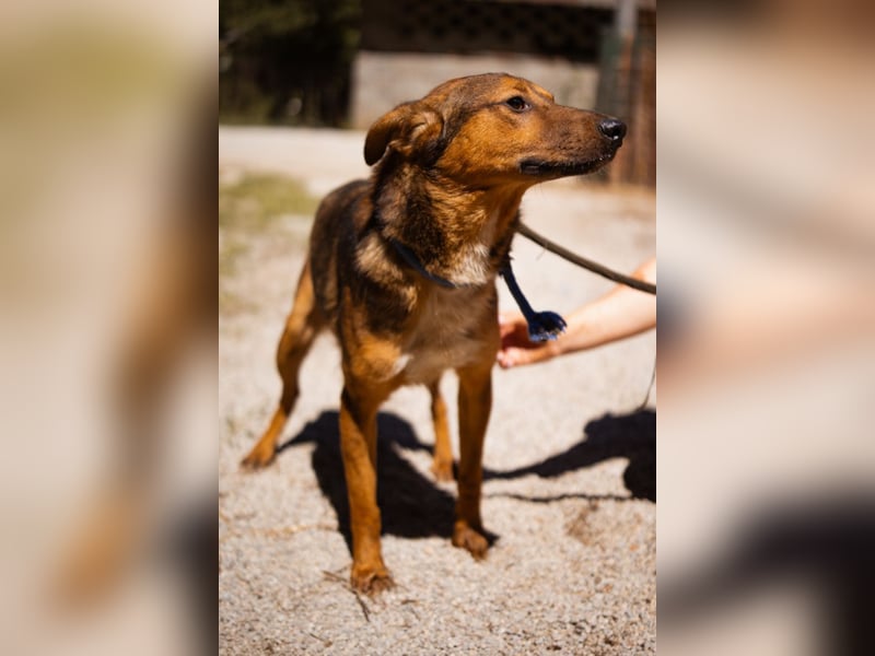 HUGO❤️wer zeigt diesem liebenswerten Charmeur, wie sich Zuhause anfühlt?