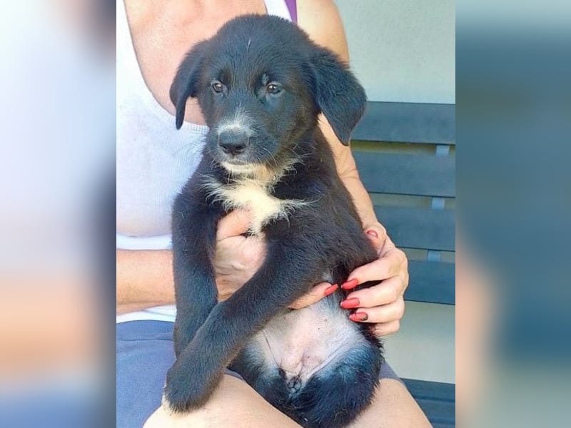 Taya ❤️ frohes, neugieriges Welpenmädl