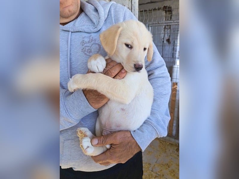 Klein ♥Luan♥ fröhlicher, neugieriger Welpenbub