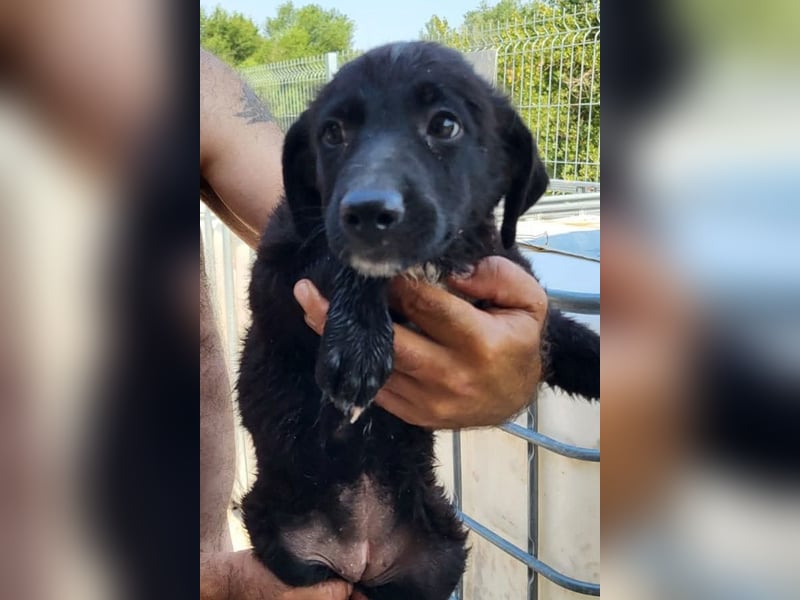Herziges Welpenmädl Ava ❤️ so lieb, neugierig & verspielt!