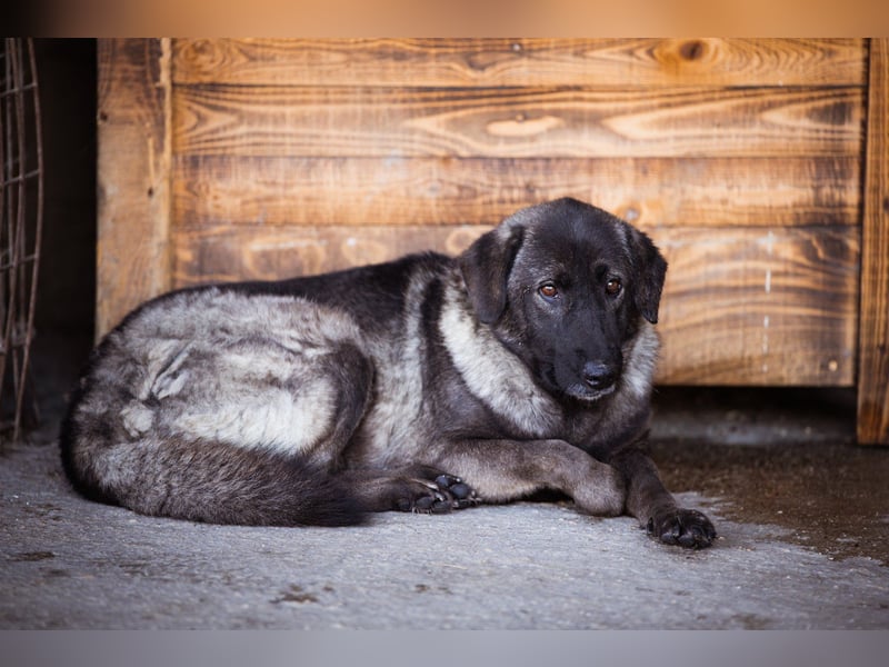 Viva - schüchtern und liebevoll