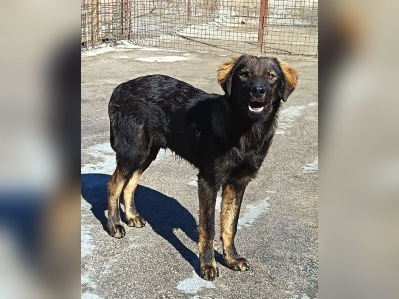 Bub ♥Bertie♥ lieber, fröhlicher Jungrüde