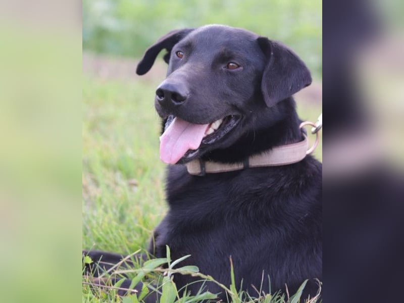 Blacky Aron ♥️ so verschmuster & verspielter Rüde