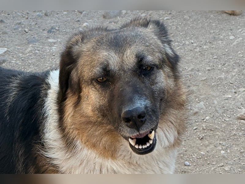 KORA❤️sanfte Seele sucht sehnsüchtig ein liebevolles Zuhause & Geborgenheit