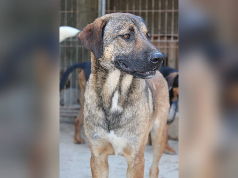 FEODOR❤️so lieber, verträglicher, noch schüchterner Hundejunge