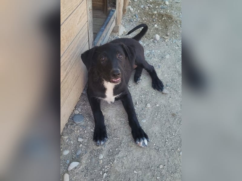 Herziges Welpenmädl Ava ❤️ so lieb, neugierig & verspielt!