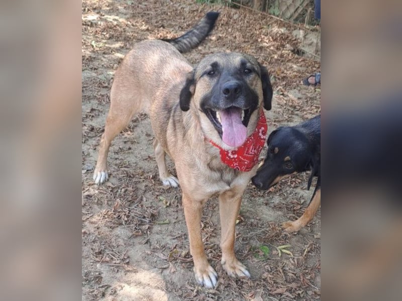 JENNI❤️liebenswerte, soziale und lernfreudige Schmusebacke