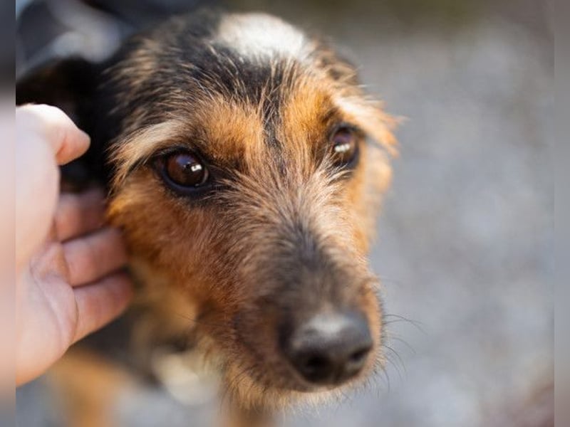 RICARDA❤️sanfte Terrier-Dame mit großem Herz sucht liebevolles Zuhause