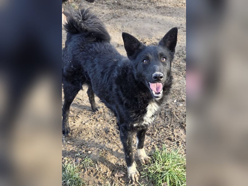 Betty ❤️ kuschlige, verspielte junge Hundedame