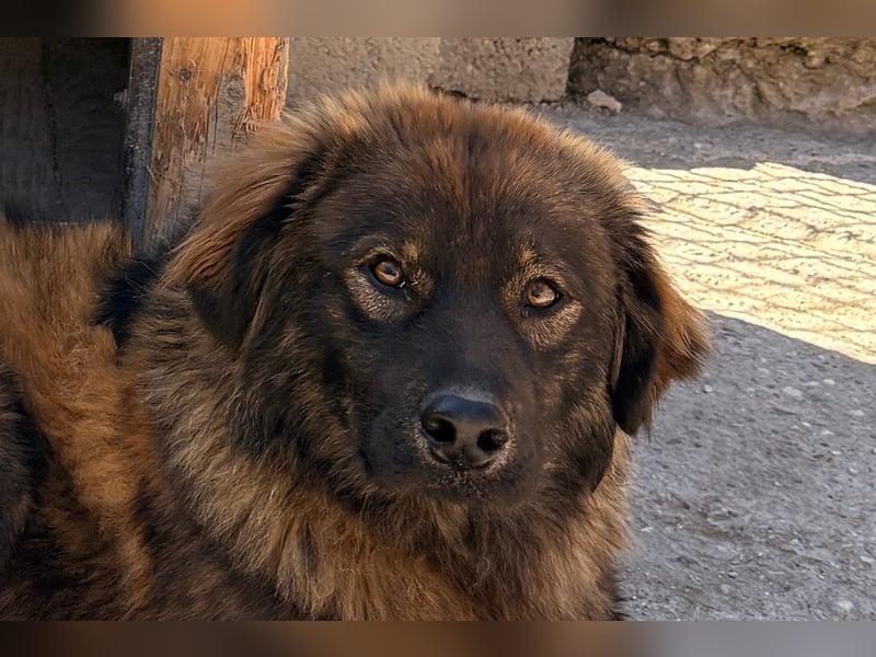 Bub ♥ Bertie ♥ ein lieber, fröhlicher, innen und außen schöner Jungrüde