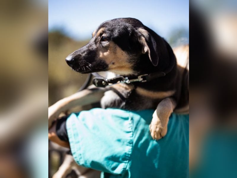 Terrier-Mix LISA❤️sanft, freundlich, lieb und sehr menschenbezogen