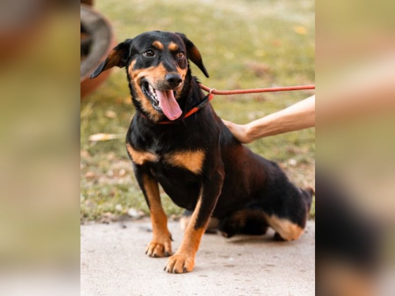 Lieber, aufgeschlossener Bliss ❤️ sucht sein neues Zuhause