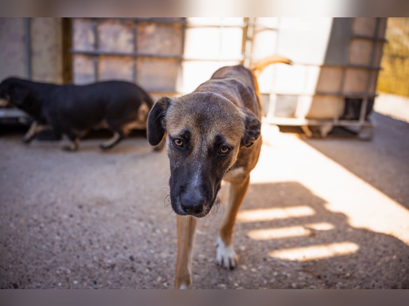 Liebste Lisa - die pure Lebensfreude auf 4 Pfoten