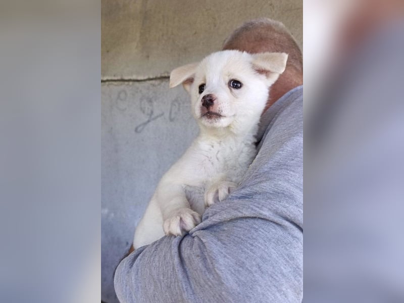 Welpin ♥Tara♥ sucht Schutz & Liebe