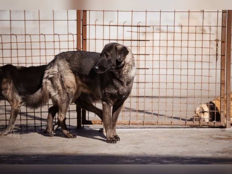 Viva - schüchtern und liebevoll ♥︎