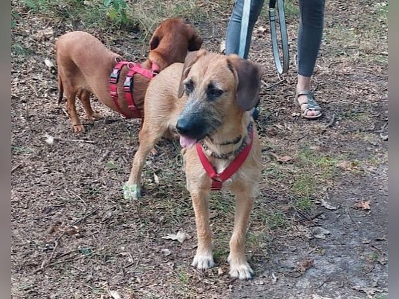 Besuche Taro in 24885 Sieverstedt ❤