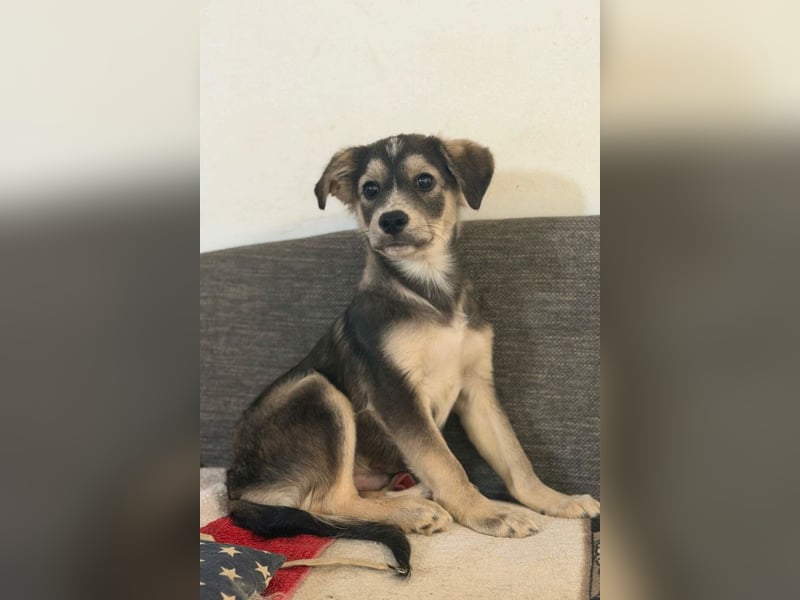 Mišo ❤️ kleiner verspielter Welpenbub sucht Liebe!