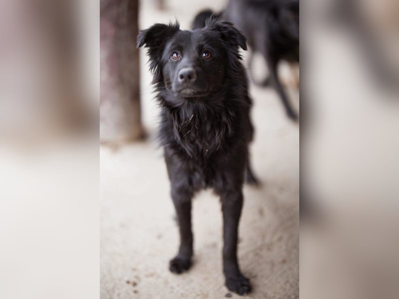 Filou ❤️ verspielter, so lieber Jungrüde