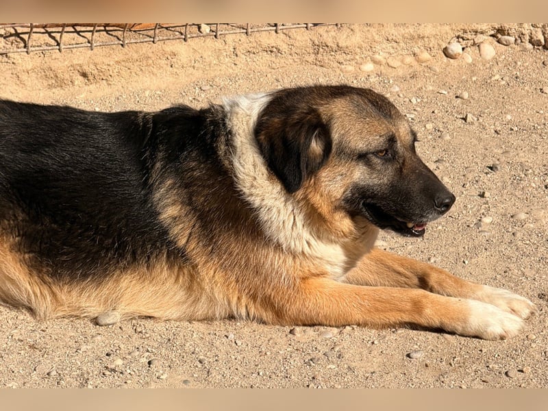 KORA❤️sanfte Seele sucht sehnsüchtig ein liebevolles Zuhause & Geborgenheit