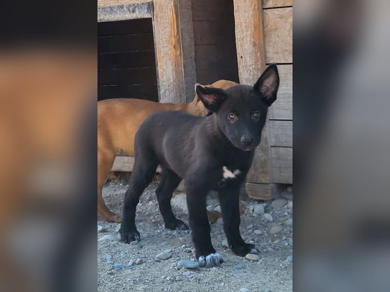 Zuckerschnute YVETTE❤️fröhliches, verkuscheltes Welpenmädchen sucht ihr Für-Immer-Körbchen
