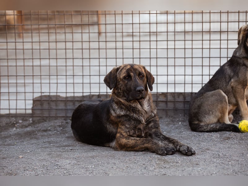 Ludwig ❤️ unser lieber, verschmuster Jungrüde!