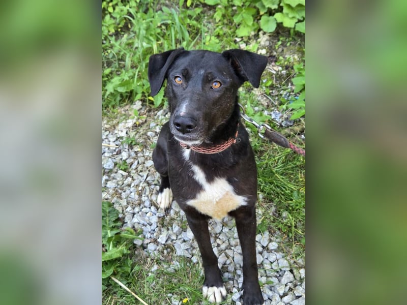 Amber ❤️ sanfte + verträgliche Seele!