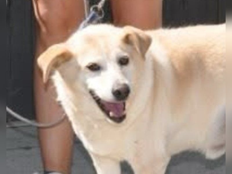 ♥Lary♥ ein sanfter, ruhiger, gutmütiger Rüde im besten Alter