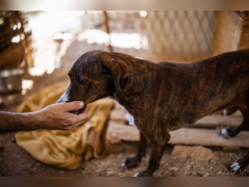 Lieber Baileys ❤️ hübscher, sensibler Bub!