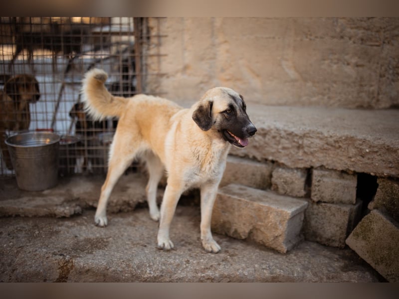 Sofia ♥️ liebe und aktive HSH-Mix-Junghündin