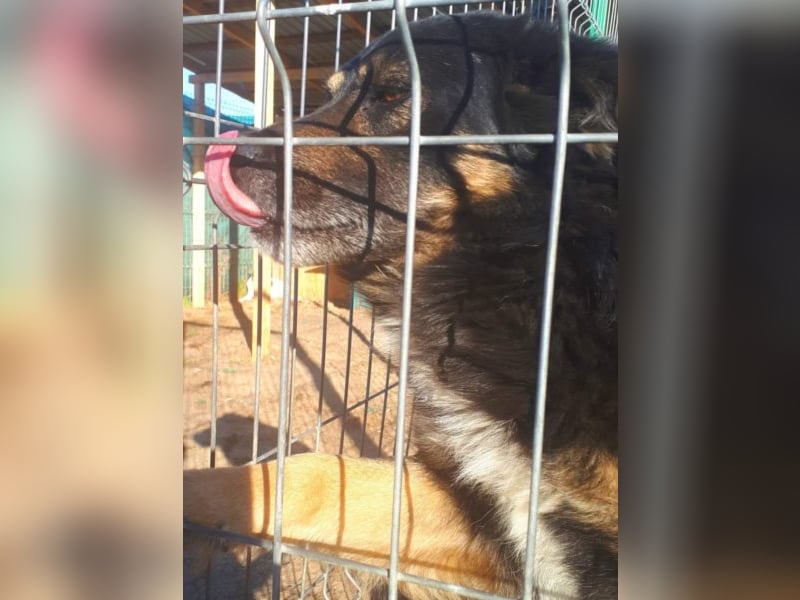 Spencer - schöner Bub sucht Abenteuerfamilie! 