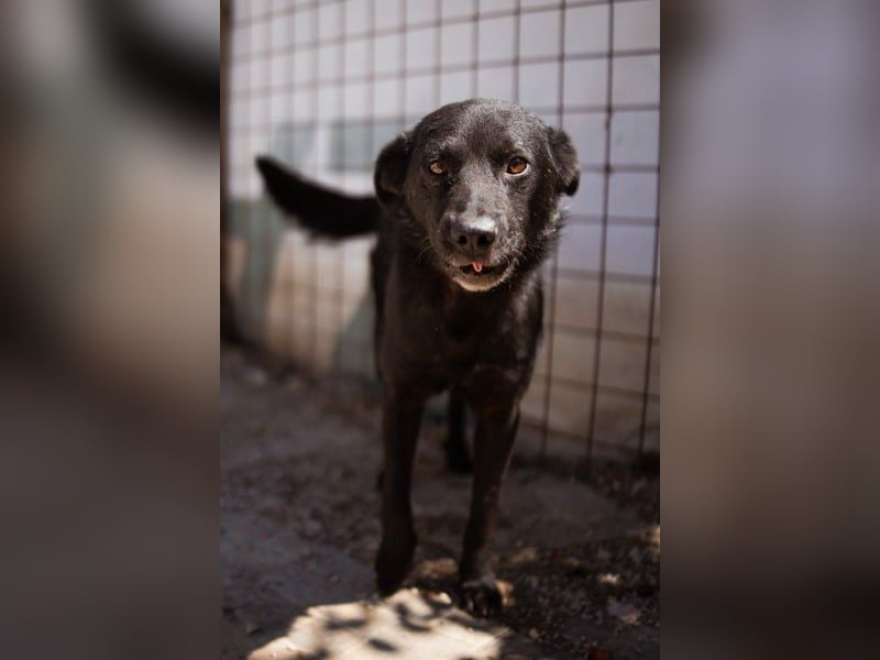 Black-Beau Sasha - noch schüchtern - verständlich - aber so herzlich