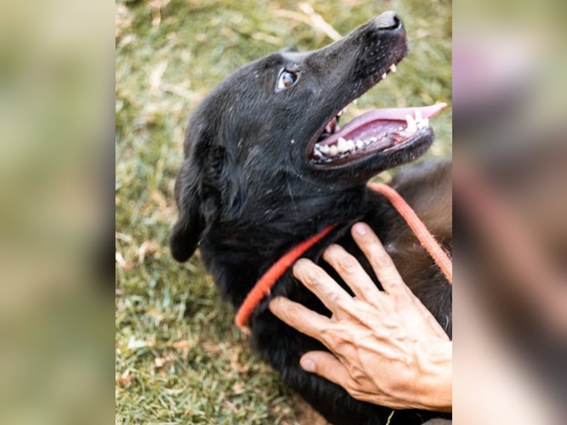 CHUNA❤️freundliche, neugierige & absolut liebenswerte Schmusepfote