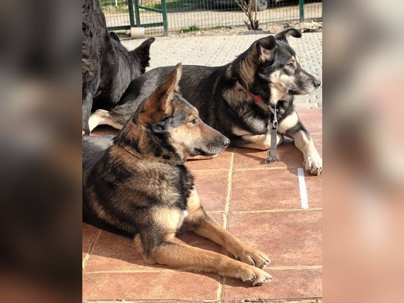 Fibi ❤️ sanfte Fellnase mit Charakter! Fibi ❤️ sanfte Fellnase mit Charakter!