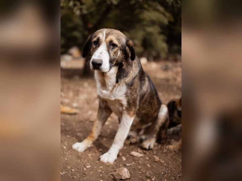 Prachtbursche Pero - ein toller Familienhund sozial, klug, lieb